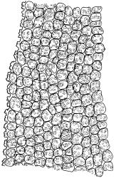 Triquetrella tasmanica, mid laminal cells, margin on left. Drawn from J.E. Beever 96-25, CHR 612371.
 Image: R.D. Seppelt © R.D.Seppelt All rights reserved